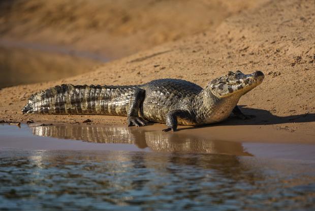 Broad-snouted caiman