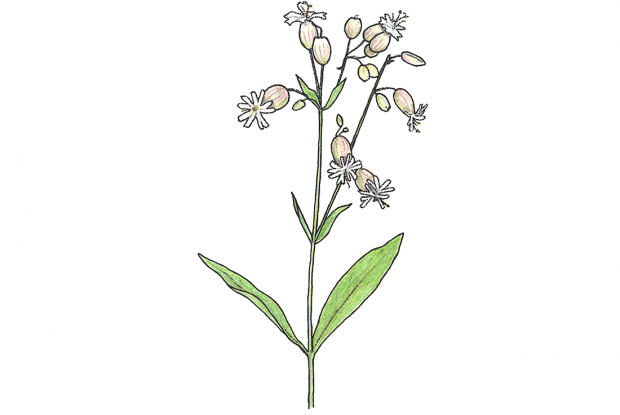 Silene vulgaris (anc.: S. cucubalus)