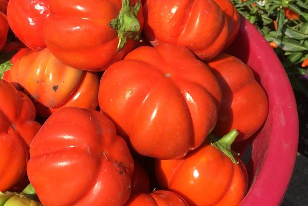 Aubergines africaines