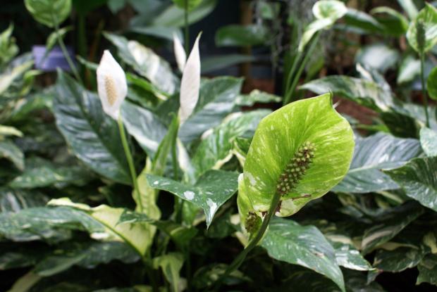 Spathiphyllum sp.