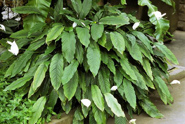 Spathiphyllum wallisii
