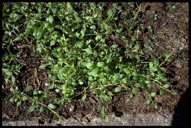 Stellaria media