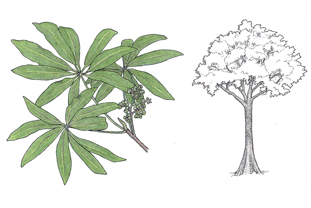 Sterculia mexicana