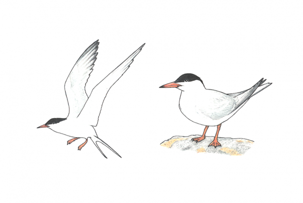 Sterna hirundo