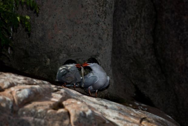Common tern (Sterna hirundo).