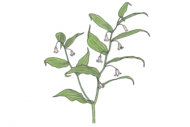 Streptopus lanceolatus (anc. Streptopus roseus)