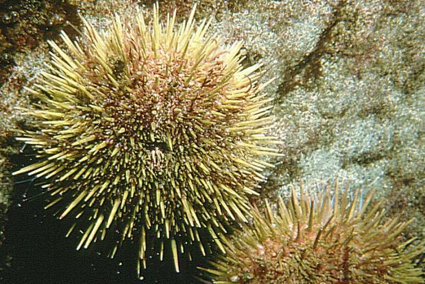 Strongylocentrotus droebachiensis