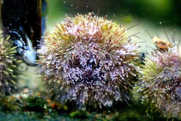 Strongylocentrotus droebachiensis