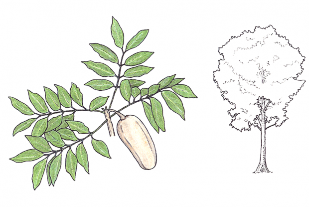 Swietenia macrophylla G. King