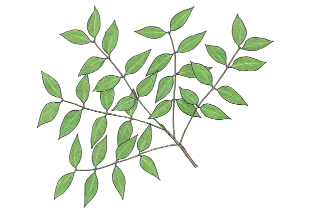 Swietenia mahagoni (L.) Jacq.
