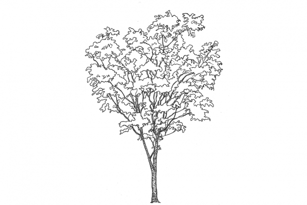 Swietenia mahagoni (L.) Jacq.