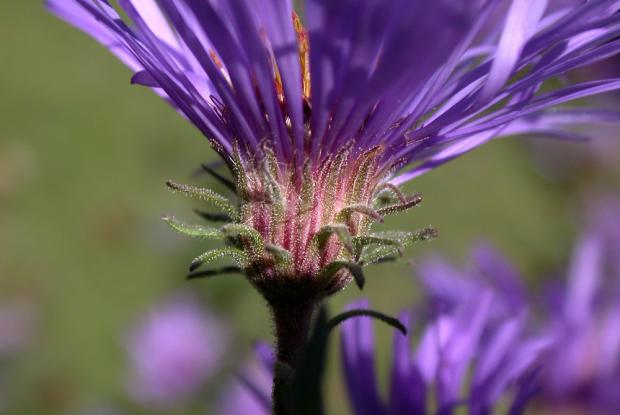 Symphyotrichum novae-angliae