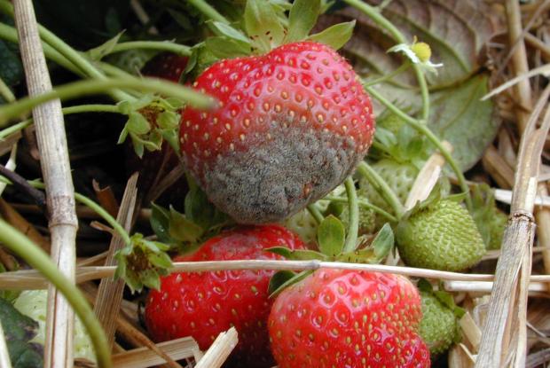 Grey mould on strawberries