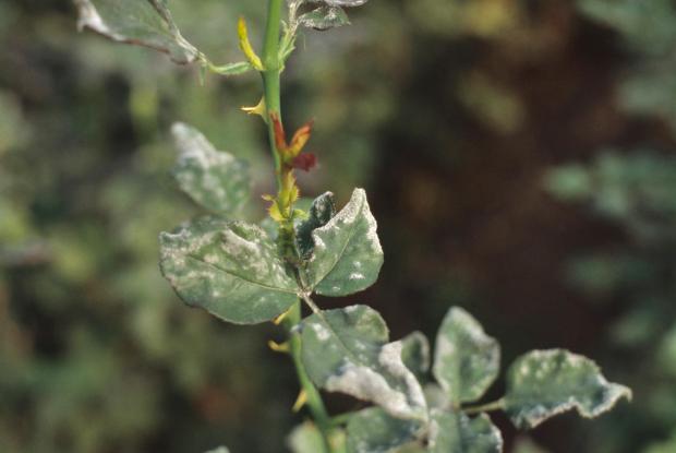 Powdery mildews on rose tree