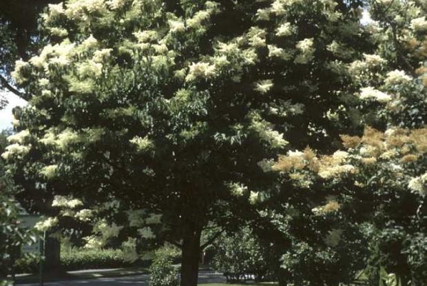 Syringa reticulata ssp. reticulata 'Yvory Silk'