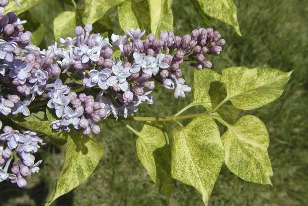 Lilac Syringa vulgaris 'Dappled Dawn'