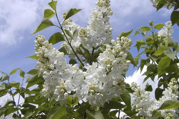 Syringa vulgaris 'Flora'