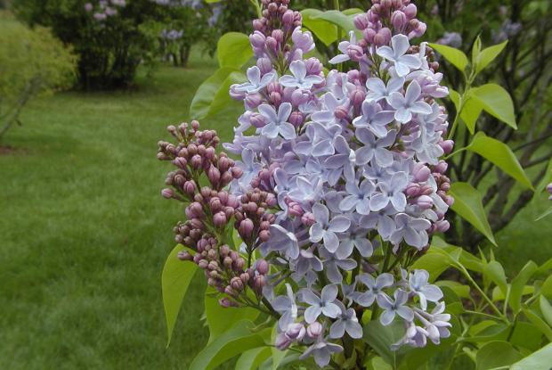 Syringa vulgaris 'Heavenly Blue'.