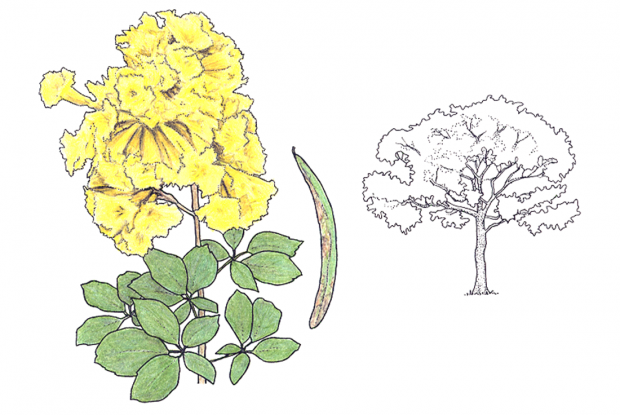 Tabebuia chrysantha (Jacq.) Nichols