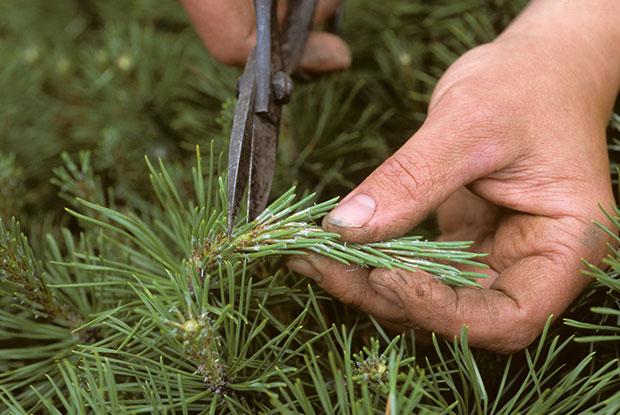 A man pruns a branch of a conifer.