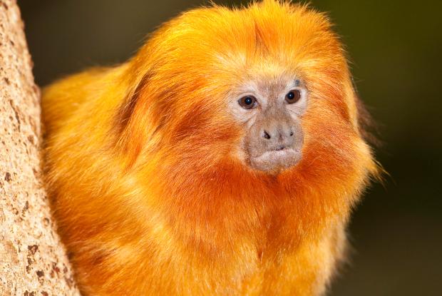 Tamarin-lion doré (Leontopithecus rosalia)