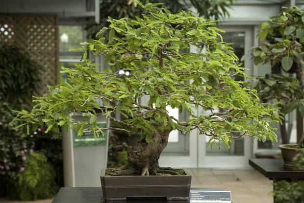 Tamarindus indica