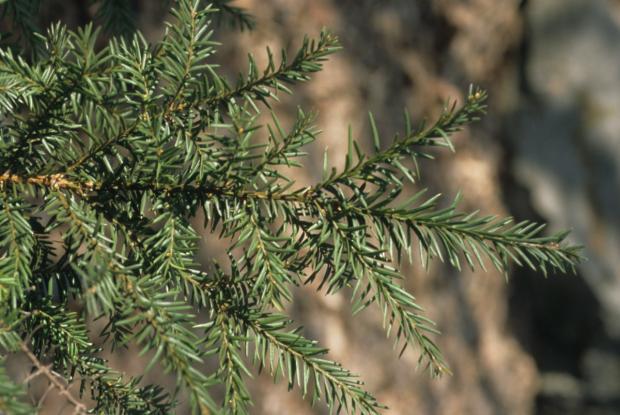 Taxus canadensis 