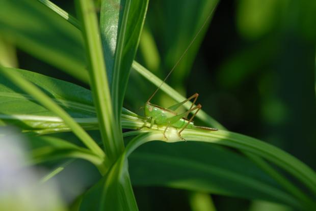 Tettigoniidae