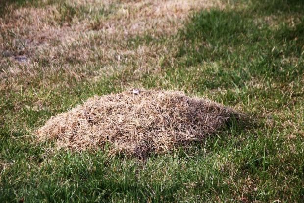 Thatch on the ground