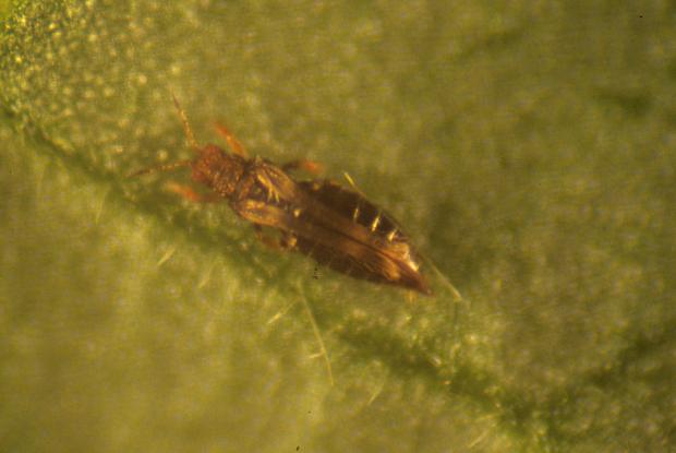 Thrips