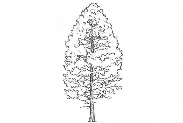 Thuja occidentalis