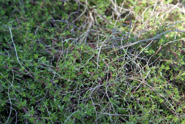 Thymus serpyllum