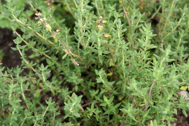 Thymus vulgaris
