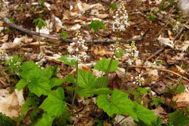 Tiarella cordifolia