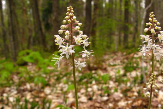 Tiarella cordifolia
