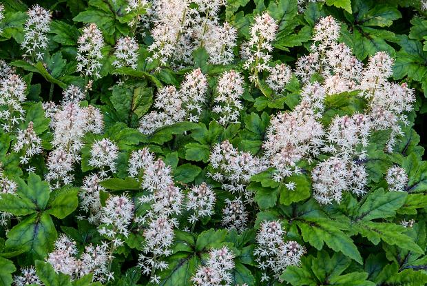Tiarella 'Iron Butterfly' ground cover