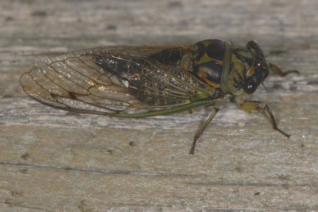 Tibicen canicularis, Québec, Canada.