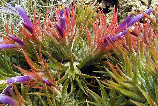 Tillandsia ionantha var. ionantha