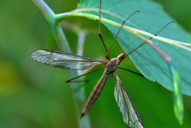 Tipulidae, Québec, Canada.