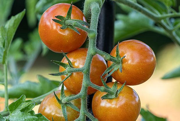 Une grappe de tomates