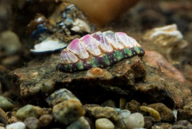 Tonicella marmorea