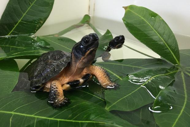 Tortues des bois au Biodôme