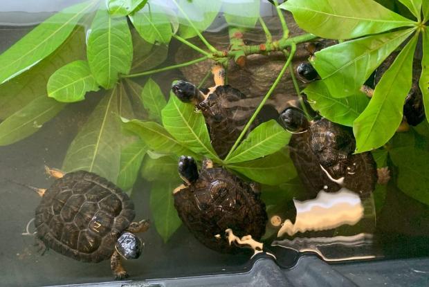 Tortues des bois au Biodôme