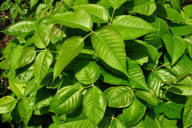 Poison ivy 