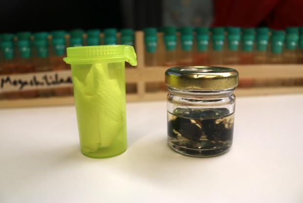 Insects preserved in small containers