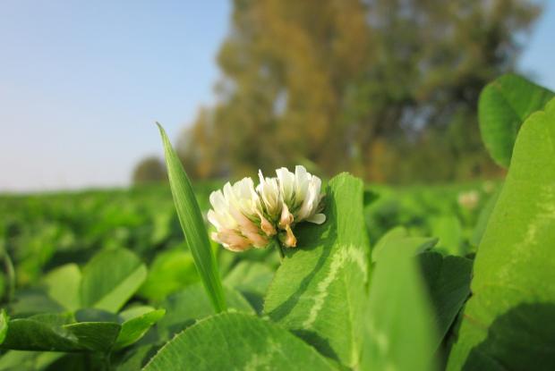 Clover