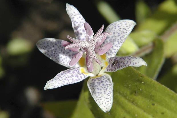 Tricyrtis
