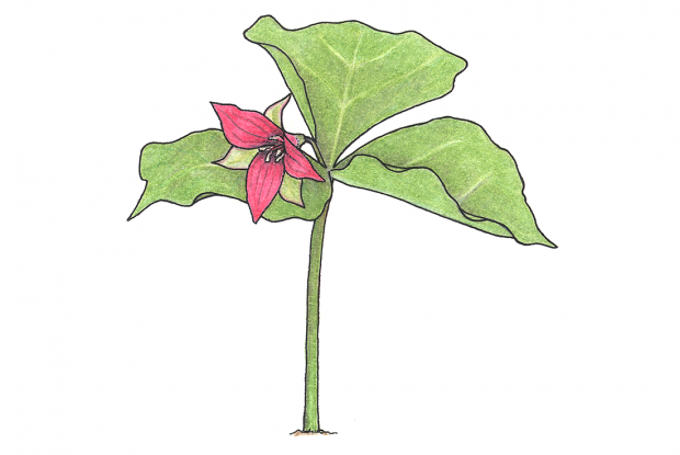 Trillium erectum