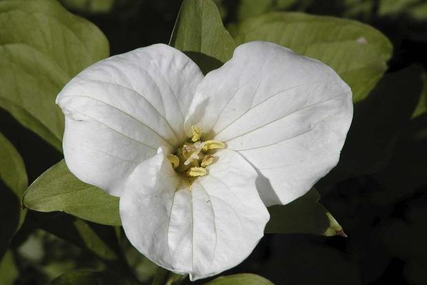 Trillium grandiflorum