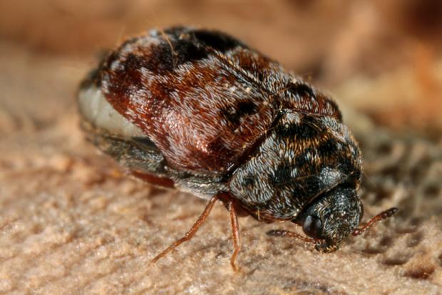 Trogoderma variabile, Québec, Canada.